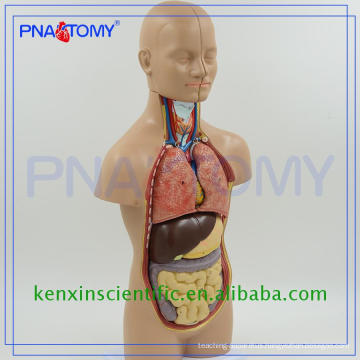 Hot sale whole sale Advanced PVC anatomy torso models